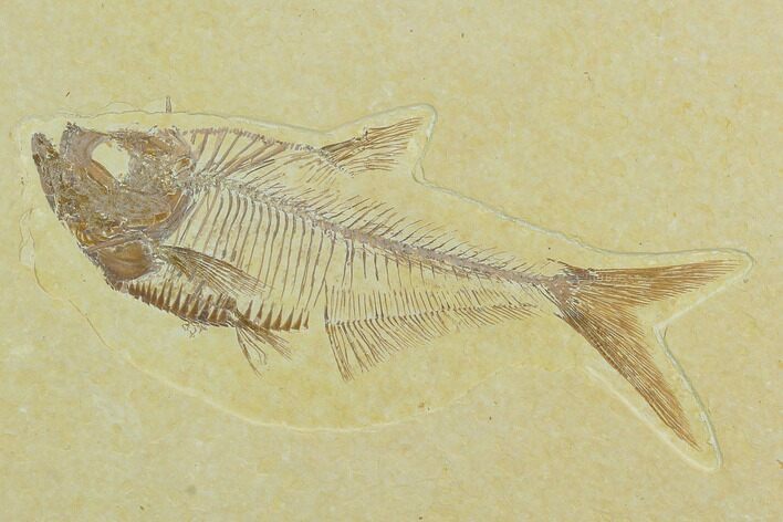Fossil Fish (Diplomystus) - Green River Formation #122773